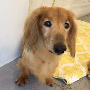 仕上がりダックス