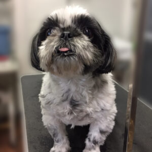 よろしくシーズー