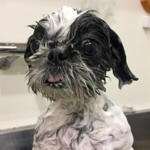 シャンプーシーズー