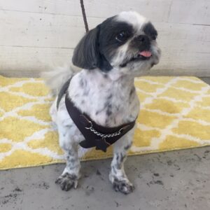 仕上がりシーズー