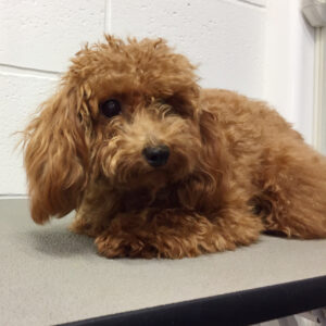 よろしくトイプー