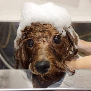 シャンプートイプー