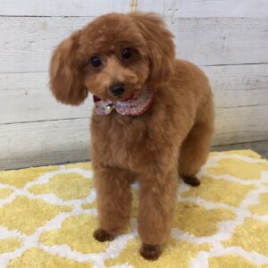 仕上がりトイプー