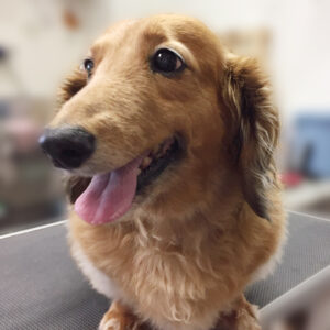 よろしくダックス