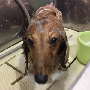 シャンプーダックス