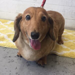 仕上がりダックス