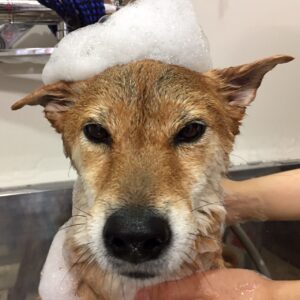 シャンプーしば