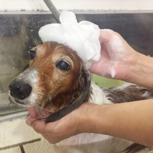 シャンプーダックス