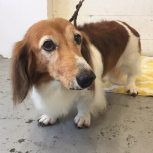 仕上がりダックス