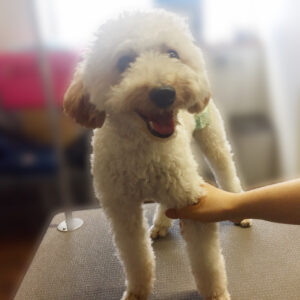 よろしくトイプー