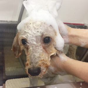 シャンプートイプー