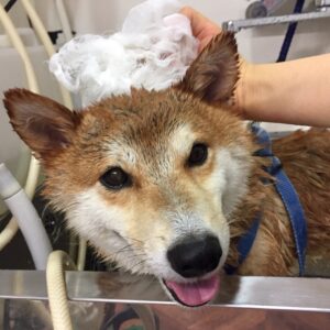 シャンプーしば