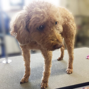 よろしくトイプー