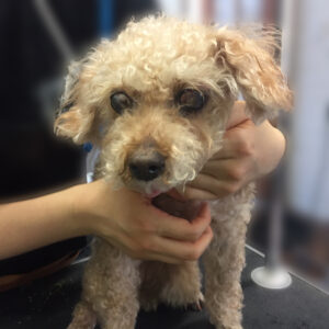 よろしくトイプー