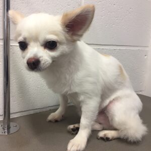 よろしくチワワ