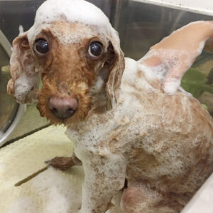 シャンプートイプー