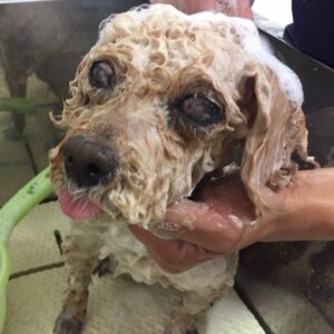 シャンプートイプー