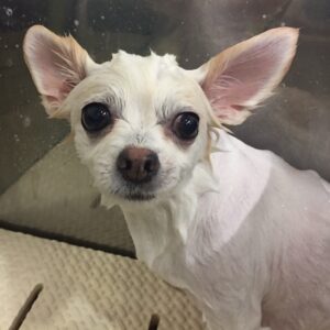 シャンプーチワワ