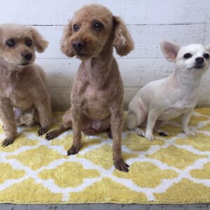 仕上がりトイプー&チワワ