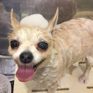 シャンプーチワワ