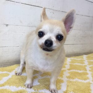 仕上がりチワワ