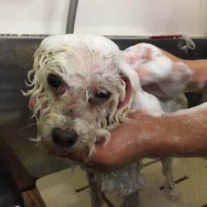 シャンプートイプー