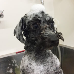 シャンプートイプー