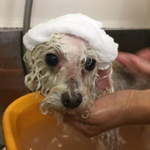 お風呂トイプー