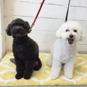 仕上がりトイプー