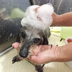 シャンプーダックス