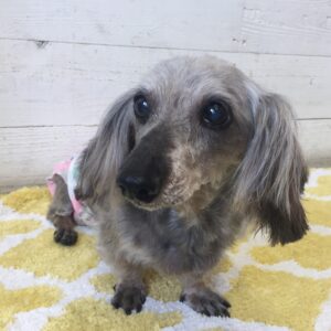 仕上がりダックス