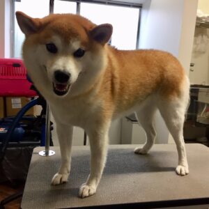 モモちゃんカット前