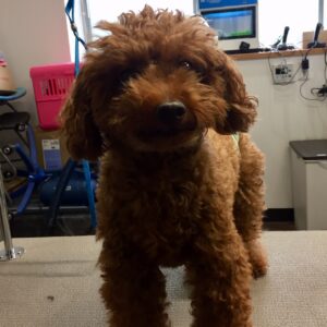 ボギーちゃんカット前