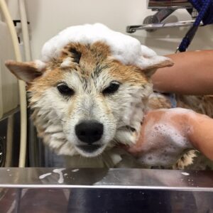 モモちゃんシャンプー中