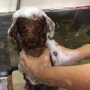 ボギーちゃんシャンプー中