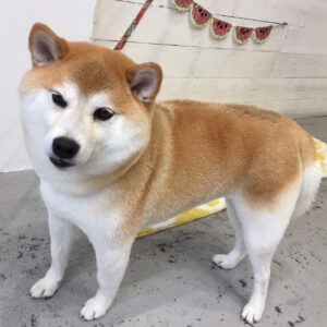 モモちゃん施術後