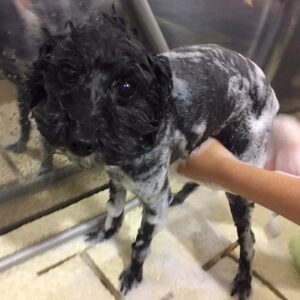 柊ちゃんシャンプー中