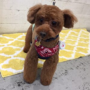 ボギーちゃん施術後