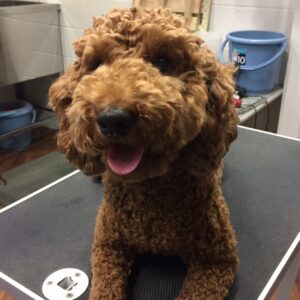 バルちゃんカット前