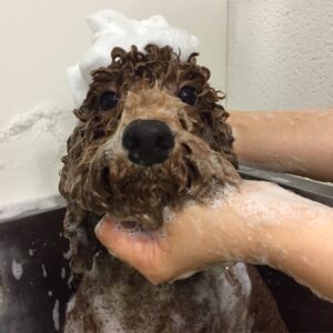 バルちゃんシャンプー中