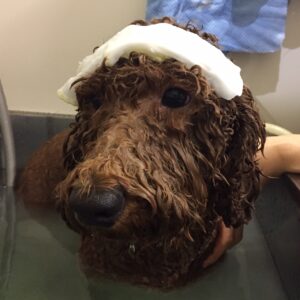 バルちゃんスパ中