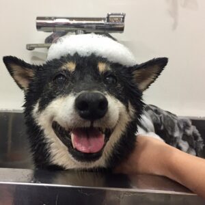 カールちゃんシャンプー中