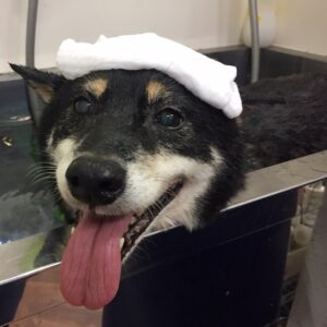 カールちゃんスパ中