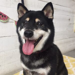 カールちゃん施術後