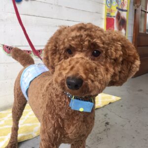 バルちゃん施術後