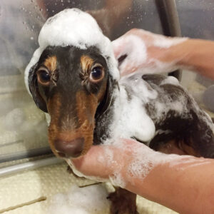 シャンプーダックス