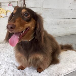 仕上がりダックス