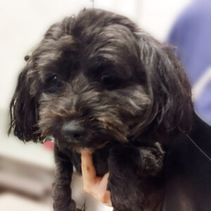 よろしくミックス