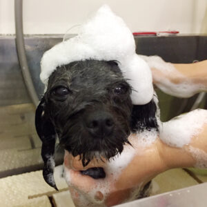 シャンプーミックス