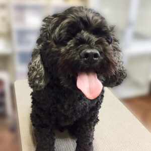 よろしくミックス